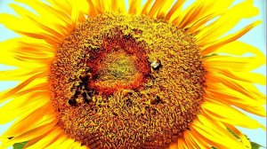 Подсолнухи