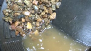 Золото из борта золотоносного ручья!