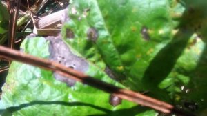 Крокодил на раттлин. Asp Hunter 22g.