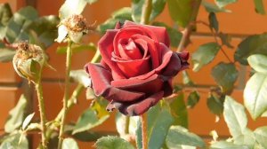 05=11=2025  уни  ПВН   (124)