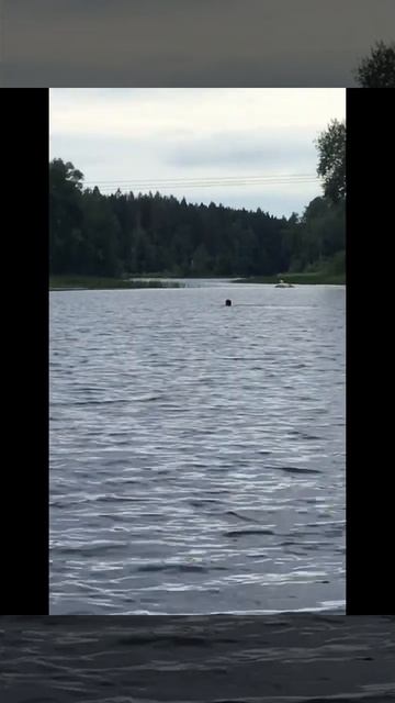 Ленобласть. Хвойное. 12.07.2024. Река Вуокса. Плавание на большую дистанцию