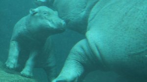 Месячный детеныш бегемота учится плавать в Берлинском зоопарке