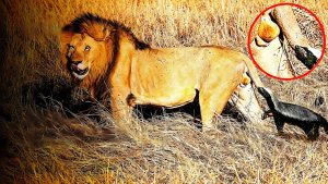 Медоедам все равно