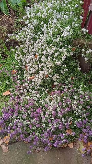 Алиссум цветущее чудо даже в ноябре