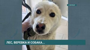 В Баклашах жестоко убили собаку