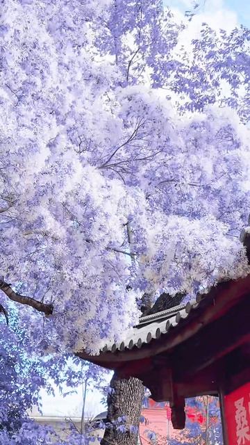 Фантастическое цветение