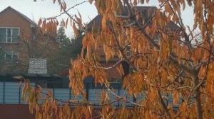 Черешня оранжевые листья осень