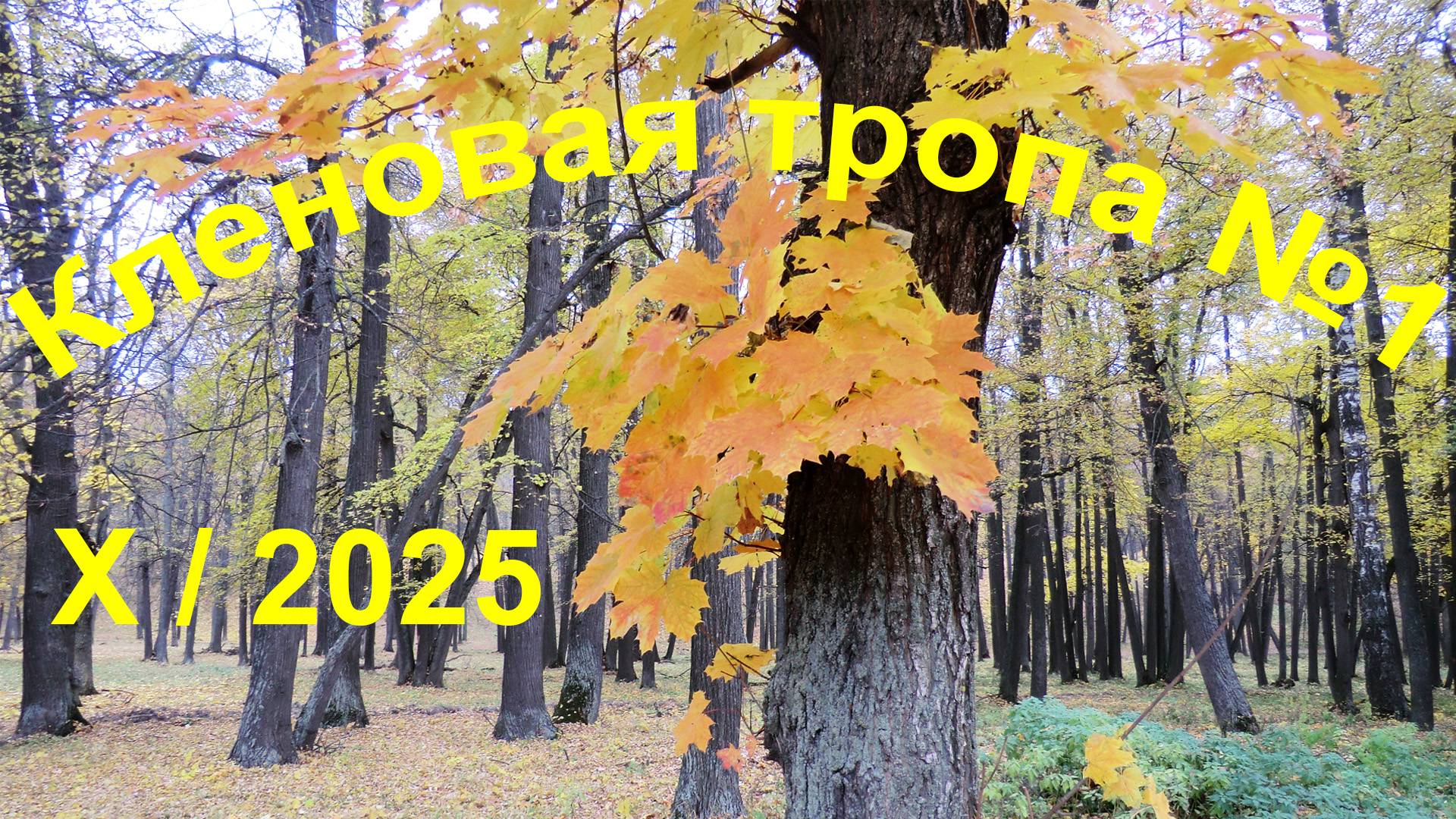 Кленовогóрье.  Кленовая тропа №1.  X/2025