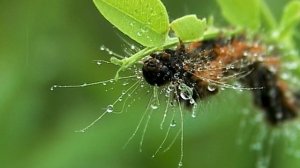 Доминутки ))) L. Beethoven. `Ode Of Joy`