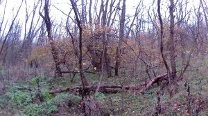 Приключения на маршруте 3 В дебрях