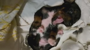 Посмотрите, какая Бекки была маленькая! Это очень мило!😍😍😍💖💖💖🐕🐕🐕