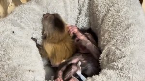 Анфиса с Фиником делят бутылочку с молоком, победила НАГЛОСТЬ )))