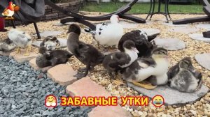 Забавные утки мускусные и пекинские на свободном выгуле со своими друзьями ч.(277) ❣️🤗😂
