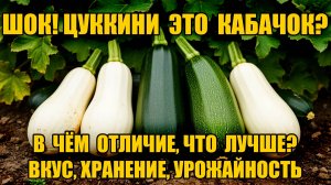 КАБАЧОК ИЛИ ЦУККИНИ - КТО ПОБЕДИТЕЛЬ? ВКУС, ХРАНЕНИЕ, УРОЖАЙ