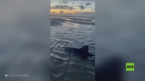 امرأة تنقذ سمكة قرش عالقة على أحد الشواطئ الأمريكية