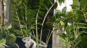 Живу пока...