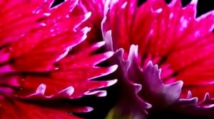 КОМЕДИЯ РОК  Любите Жизнь!))