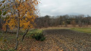 Огород, природа