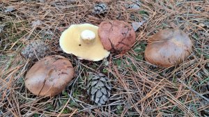 маслята порадовали грибника