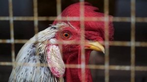 Промо 3-го выпуска проекта "Моя большая семья"