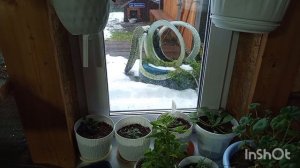 7-11-2025. Жизнь в деревне.Прогулялась до леса за мхом.