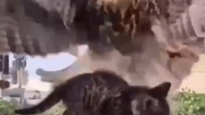 🙈 Охота прошла не по плану