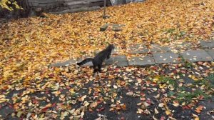 Деревенские хлопоты 🥰❤️