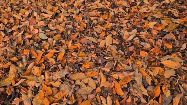 Осень в Татарстане.