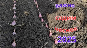 Секреты посадки чеснока что бы он был крупным и здоровым.
