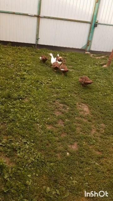 Животные.Сборник интересных моментов из жизни животных.Фильм6.Серия1.Часть1 .mp4