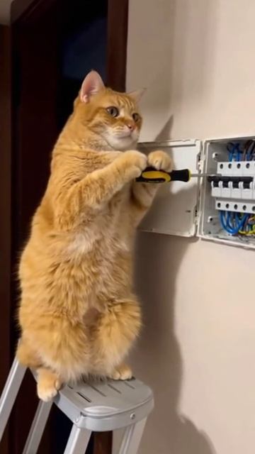 Вася - электрик