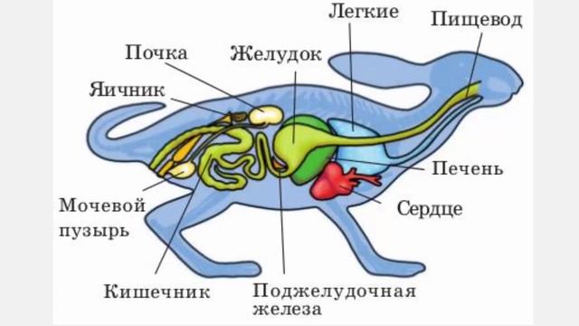 Хордовые 3  Подтип Черепные, или Позвоночные смотреть онлайн