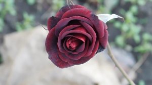 06=11=2025 кмр   ПВН  (43)