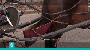 В Суздале наводят порядок в работе гужевого транспорта и создают специальные парковочные места