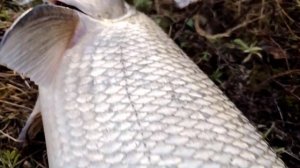 Охота за Октябрьским Жерехом. Река Неман.