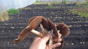 18.10.25г. Что я Нашла???🤔🤔🤔      Выросли 🍄🍄🍄ГРИБЫ!!!   Убираю ГРЯДКУ!!!👍🙂