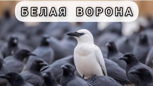 "Белая Ворона" Об интимной близости до брака, о последствиях, вирусах, репродукции и целомудрии.
