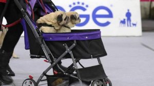 Кинолог оценил использование колясок для собак