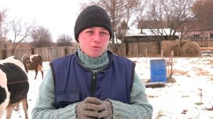 Крупный рогатый скот разводит семья амурчан из села Белогорского округа