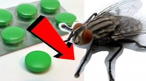 Как избавиться от мух За 3 минуты в доме.!.!.!....