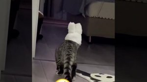 Приколы, юмор, смех, смешныеролики #приколы #юмор #смех #шортс #смешное видео #трендингшортс #топ