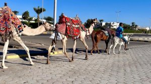 Встречаю рассвет в Хургаде. Очень красиво. Покупки и цены. Мини рынок. Море. У бассейна. Верблюды