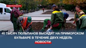 40 тысяч тюльпанов высадят на Приморском бульваре в течение двух недель
