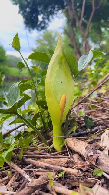 Аронник ☠️ - привлекательный и ядовитый. #поход #путешествия #растения #удивительныеистории #сербия смотреть онлайн