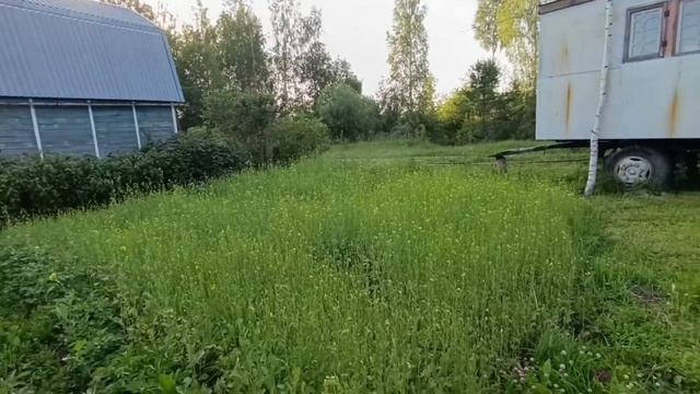 горчица, как растёт растение сидерат горчица, что выросло на даче за этот сезон, ежемесячный обзор смотреть онлайн