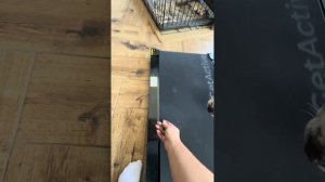 Бульдоги на беговой дорожке! Елисей видит цель - преград не видит, а вот Любава - девочка осторожная