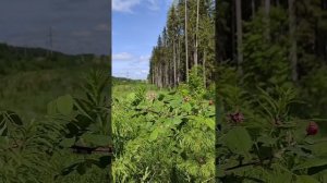 Обманщица кукушка!