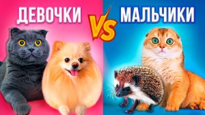 Мальчики vs девочки. Питомцы против друг друга. Кот Баттерс против кот Персик