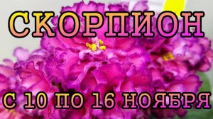 СКОРПИОН таро прогноз на неделю с 10 по 16 НОЯБРЯ 2025 года.