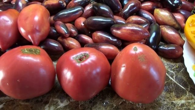 Томат Минусинский Шатиловский. Новинка 2023 года. №1081.